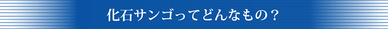 化石サンゴってどんなもの？ 
