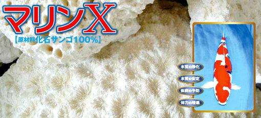 マリンX　原材料化石サンゴ100％